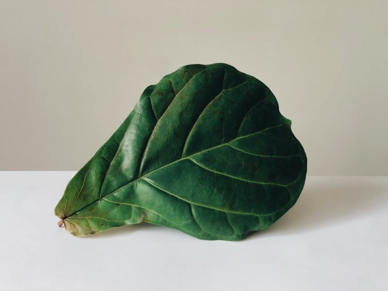 Fiddle Leaf Fig Tree Leaf