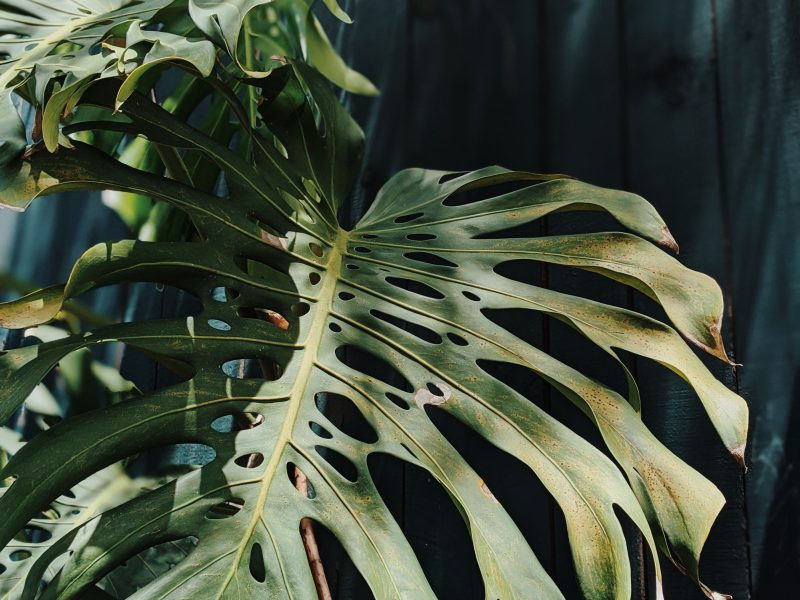 Photo of a monstera with large holes in the leaves