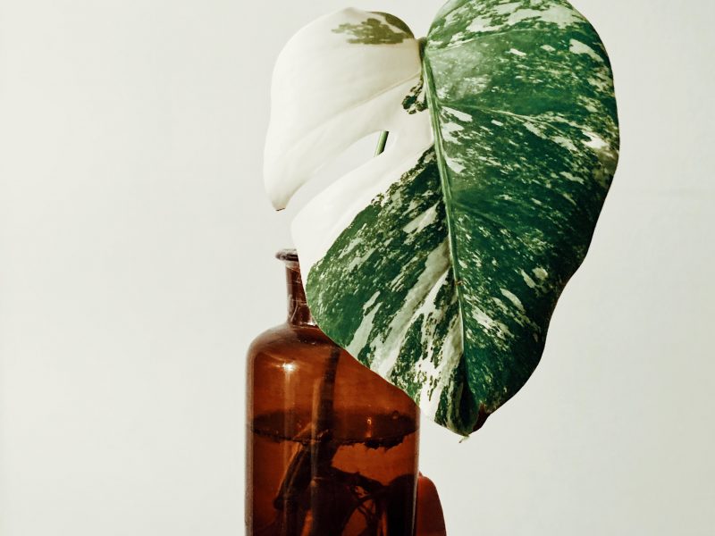 Monstera Leaf Cutting