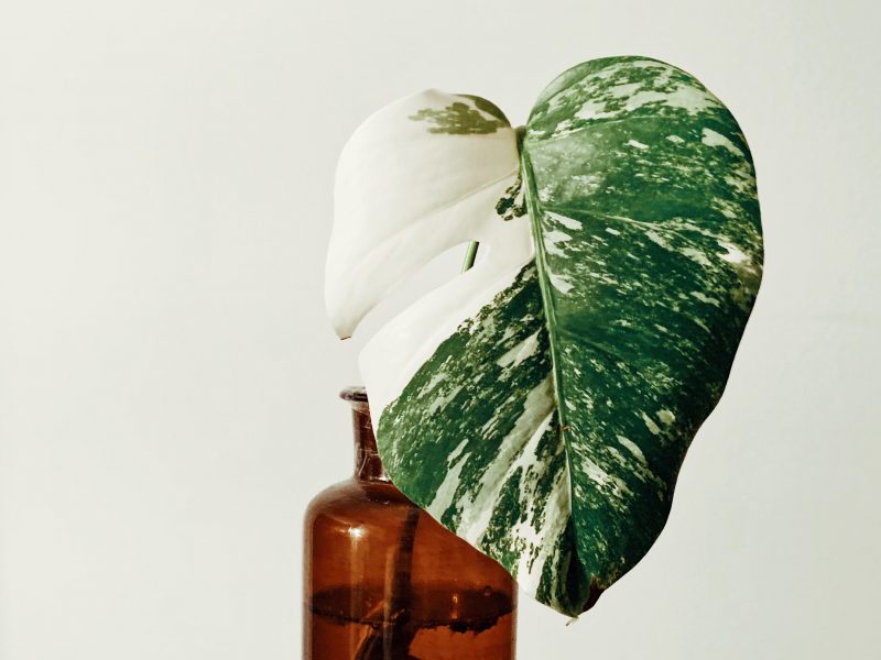 A variegated monstera cutting being propagated in an amber glass bottle and water.