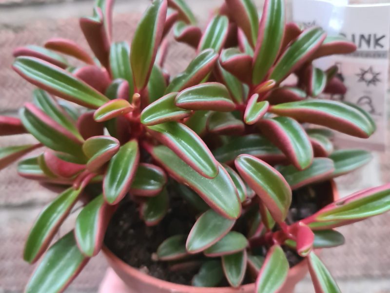 Peperomia Graveolens in a terracotta pot