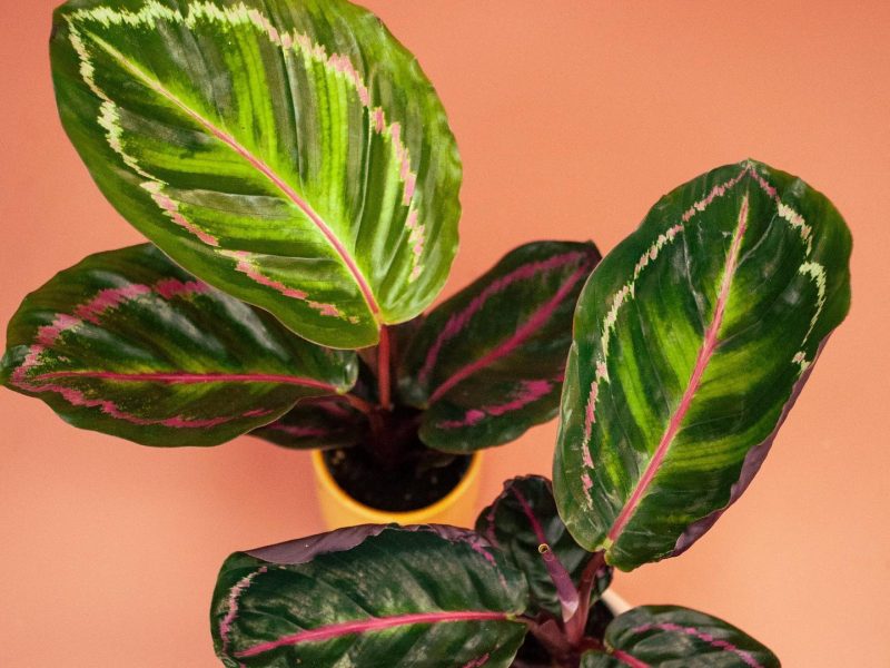 Calathea dottie plants on an orange-pink background