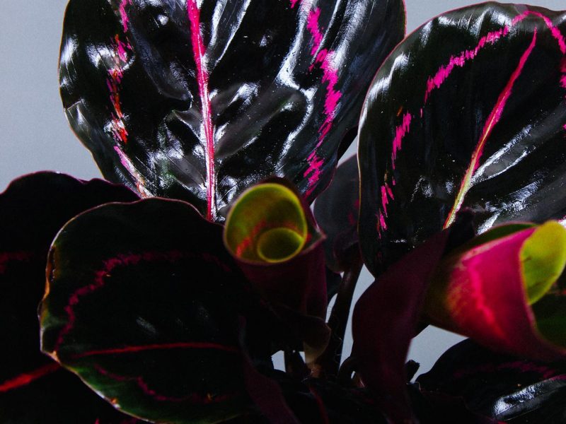 Dark Calathea Dottie Leaves