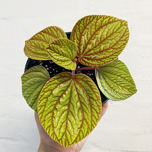 Peperomia Rugosa ‘Aussie Gold’ plant