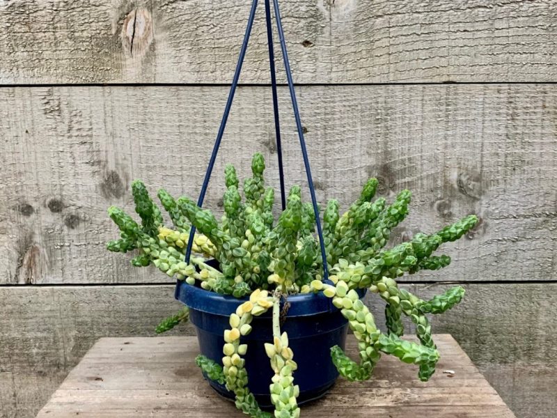 Peperomia Columella plant in a hanging basket