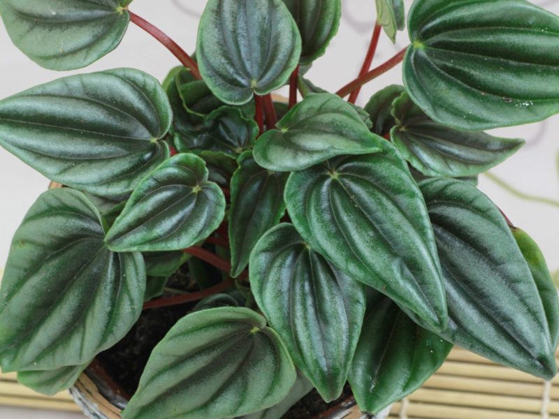 Peperomia Marmorata plant