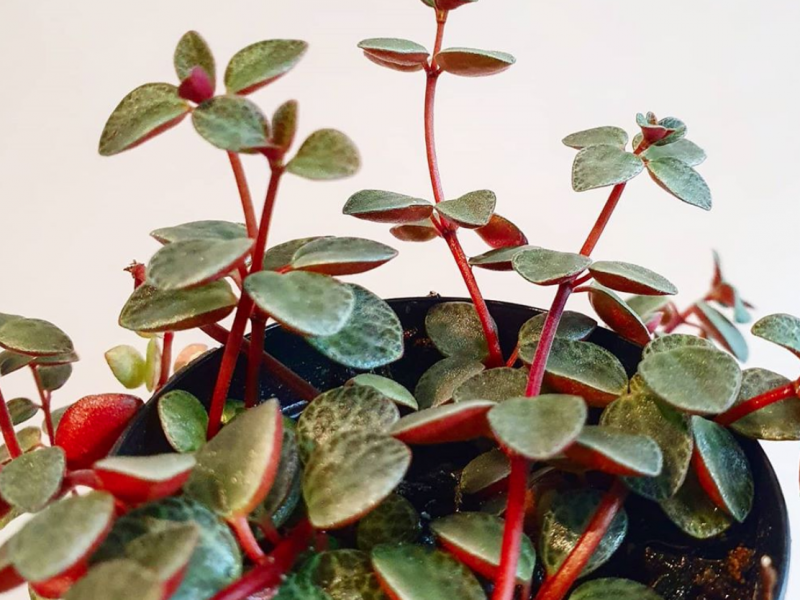 Red Ripple Peperomia