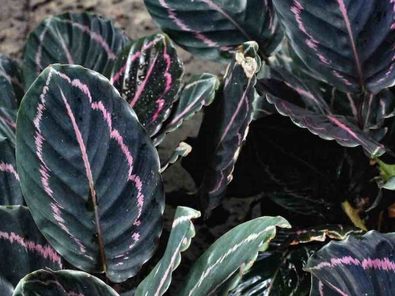 Calathea dottie foliage