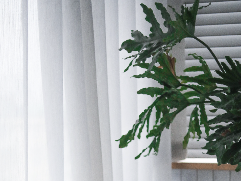 Tree philodendron in a home