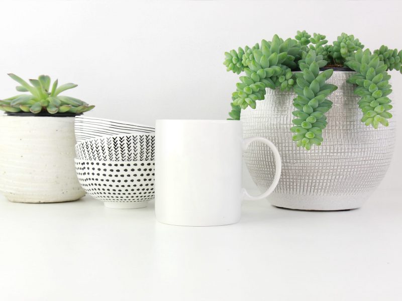 Burro's Tail Plant in a white ceramic pot