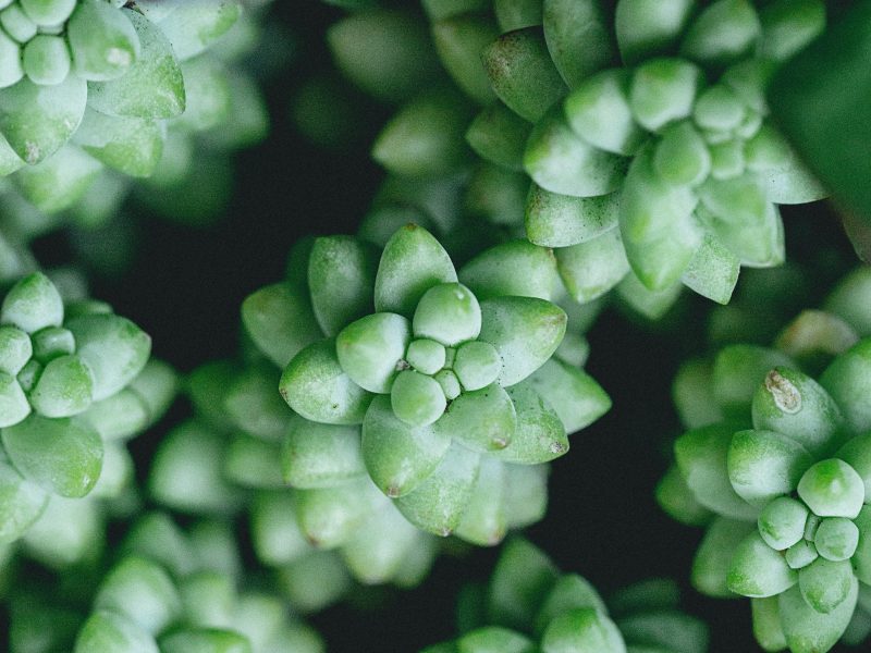 Burro's Tail Plant