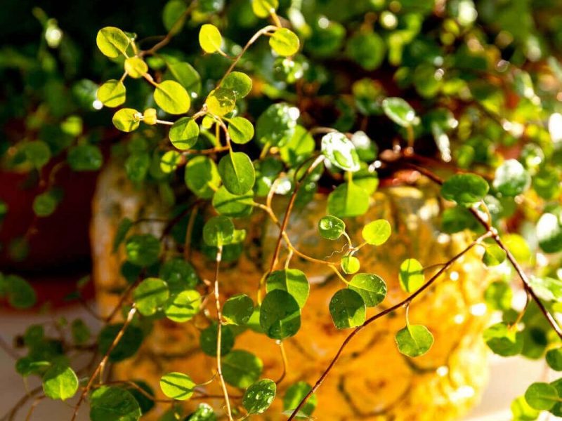 Peperomia Pepperspot plant in the sun