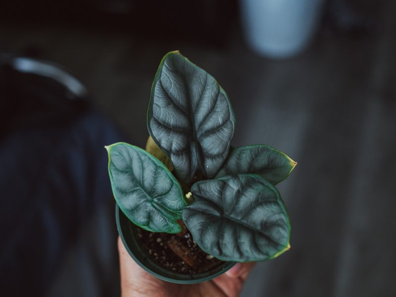 Small Alocasia Dragon Scale plant being held in hand