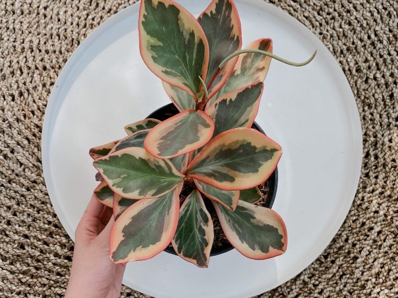 Red Edge Peperomia