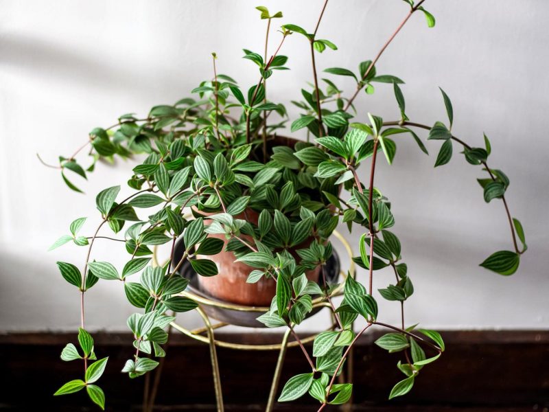 Parallel Peperomia plant on a plant stand