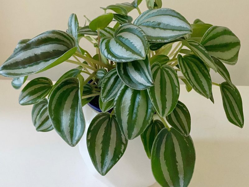 Peperomia Verschaffeltii plant