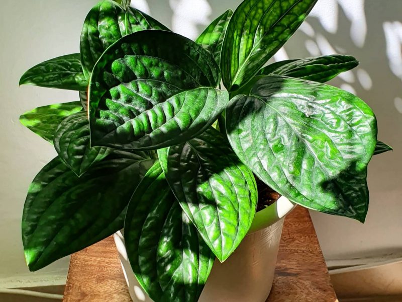 Monstera Karstenianum Plant