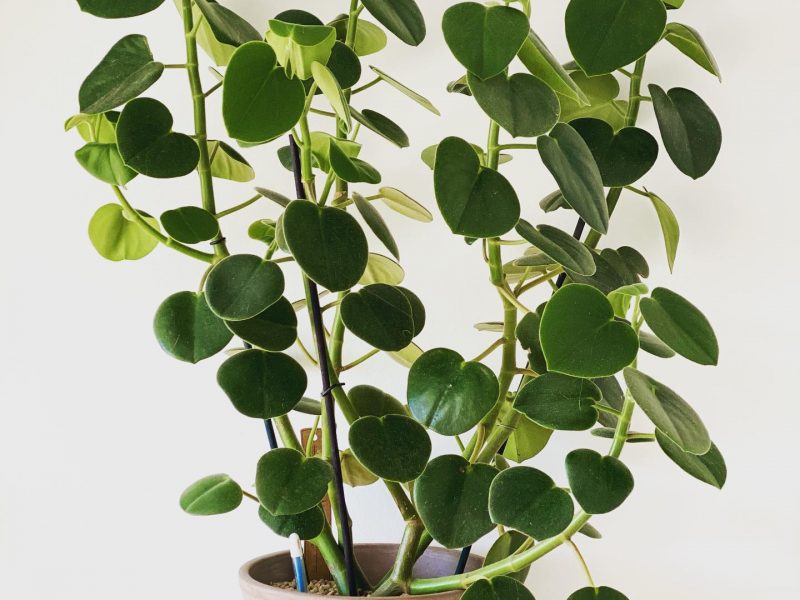 Peperomia Incana plant