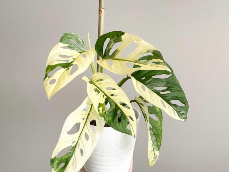 Monstera adansonii ‘Variegata’