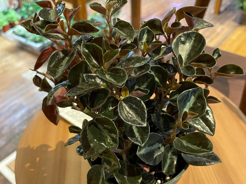 Peperomia Metallica Plant