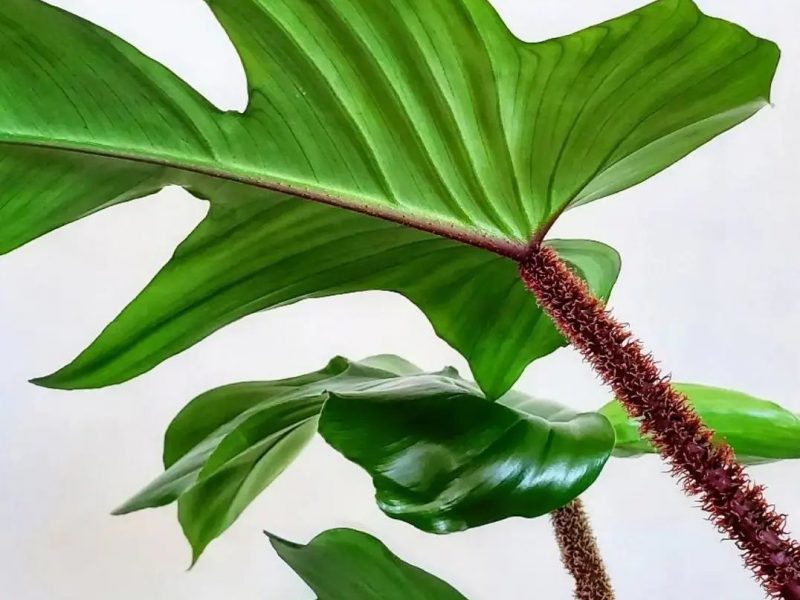 Fuzzy Philodendron Squamiferum Stem