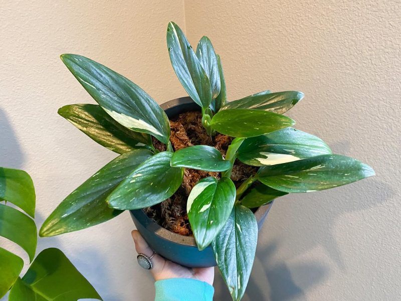 Monstera Standleyana Plant