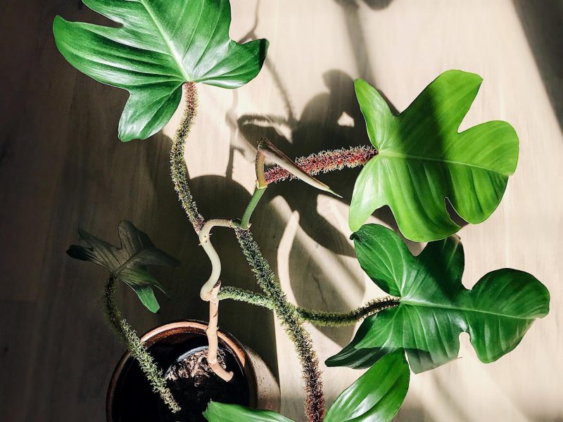 Philodendron Squamiferum in sunlight