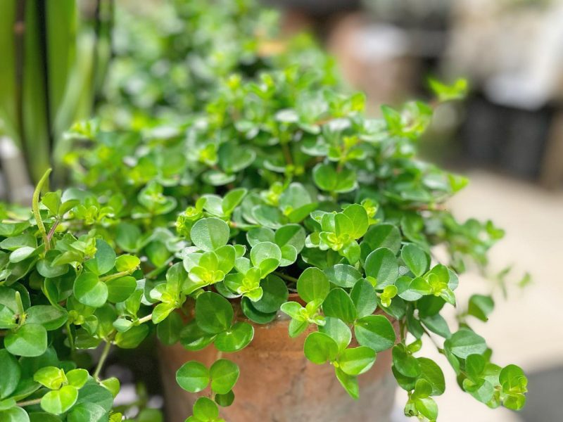 Trailing Jade Plant