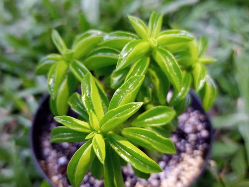 Prayer Pepper plant