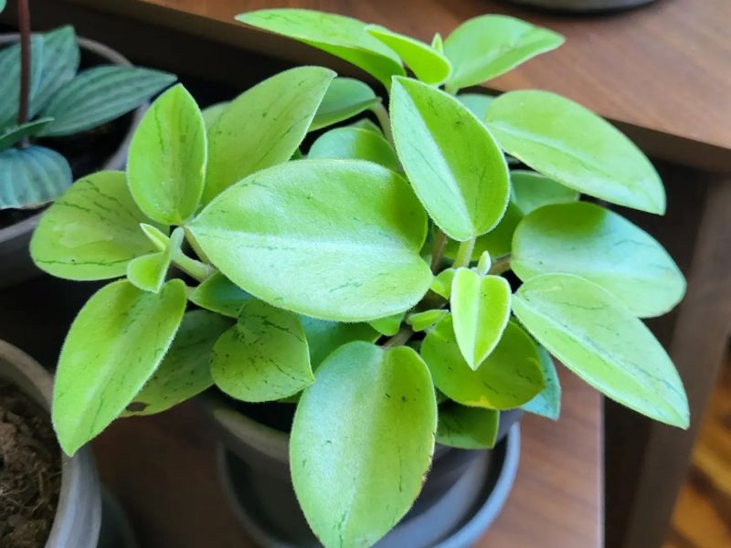 Teardrop Peperomia plant