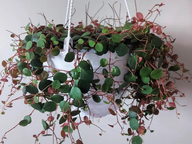 Peperomia ‘Ruby Cascade’