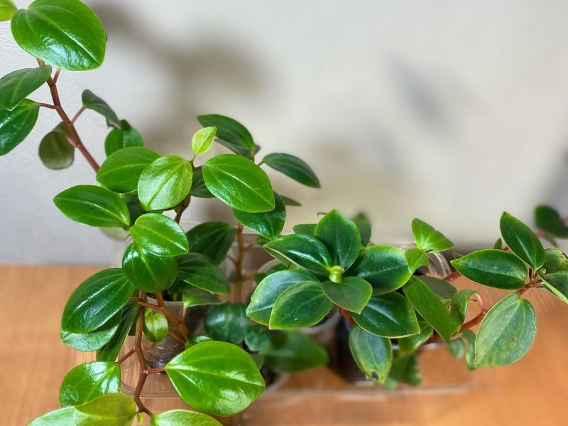 Peperomia Glabella plant