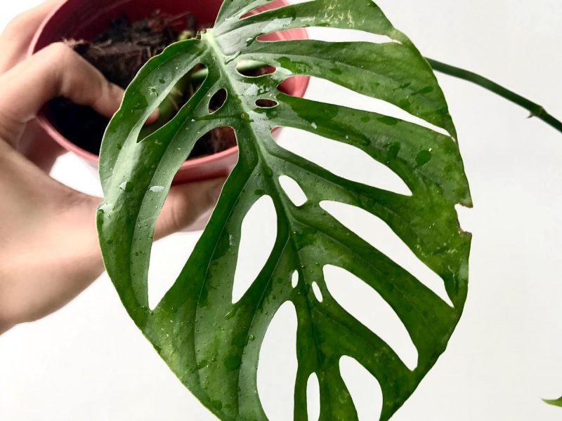 Monstera Epipremnoides Plant