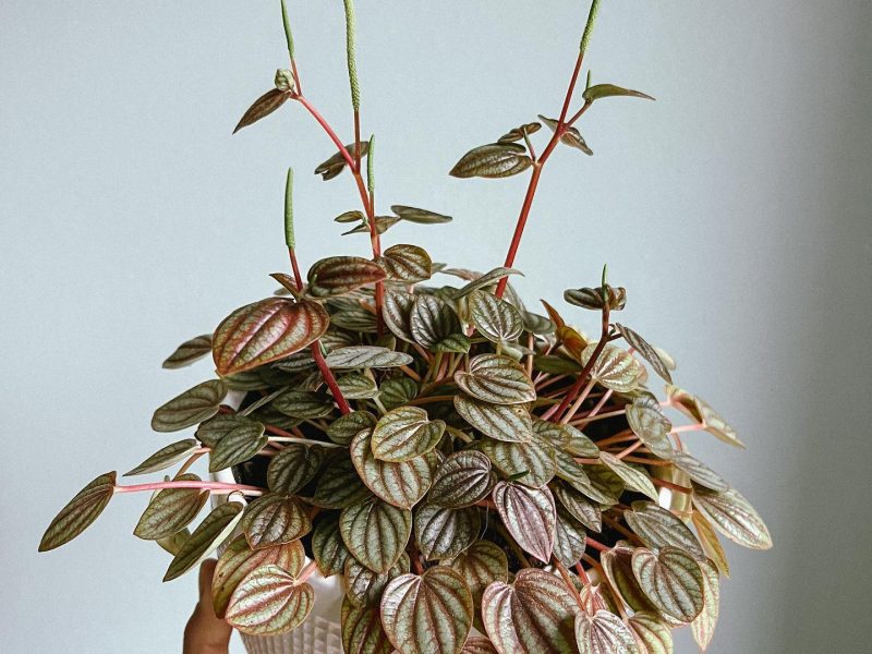 Piccolo Banda Peperomia plant