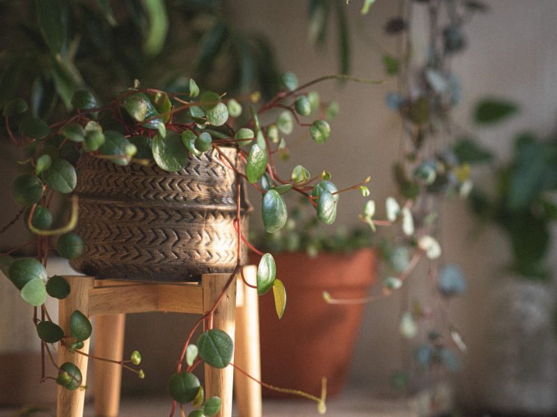 String of Coins plant on a stool