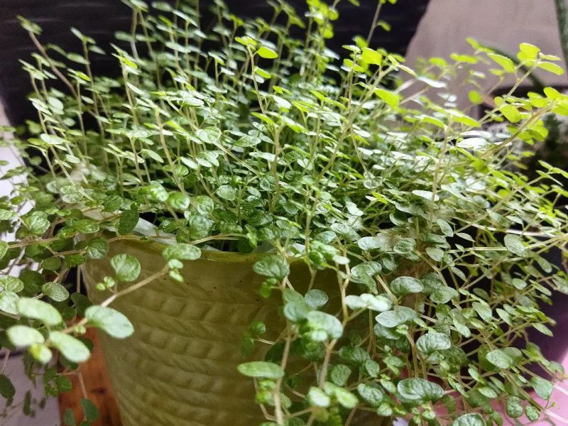 Soleirolia soleirolii plant