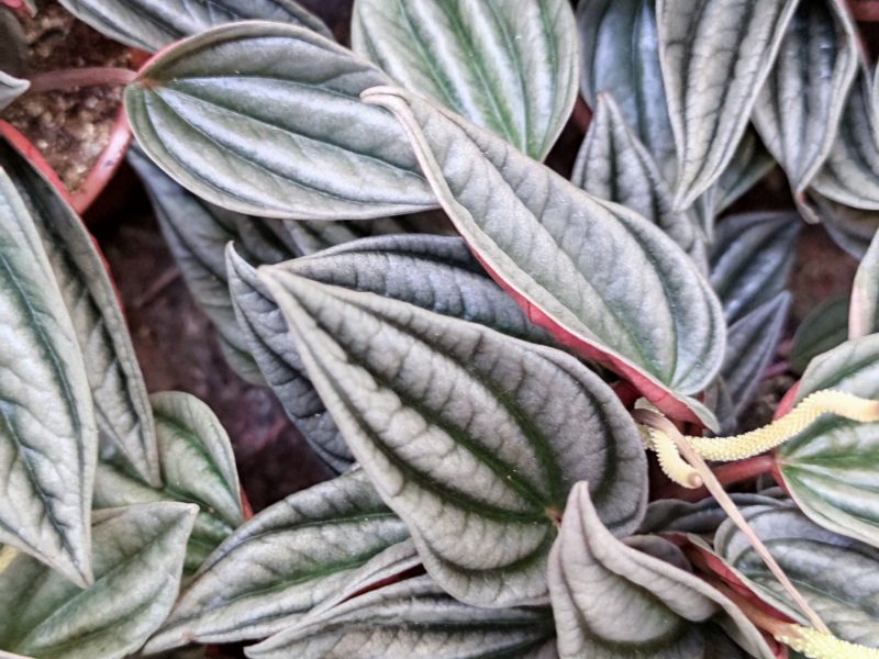 Ivy Peperomia plant