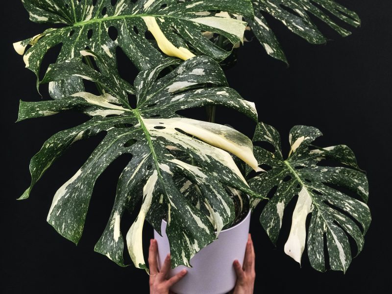 Monstera Thai Constellation Plant