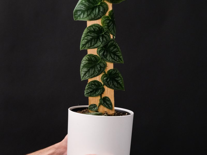 Monstera Dubia Plant