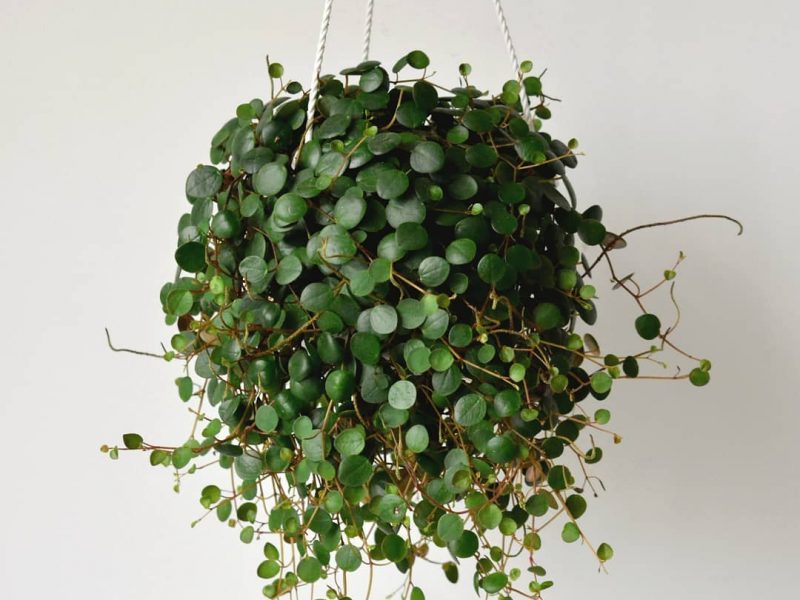 Peperomia Pepperspot on a white background