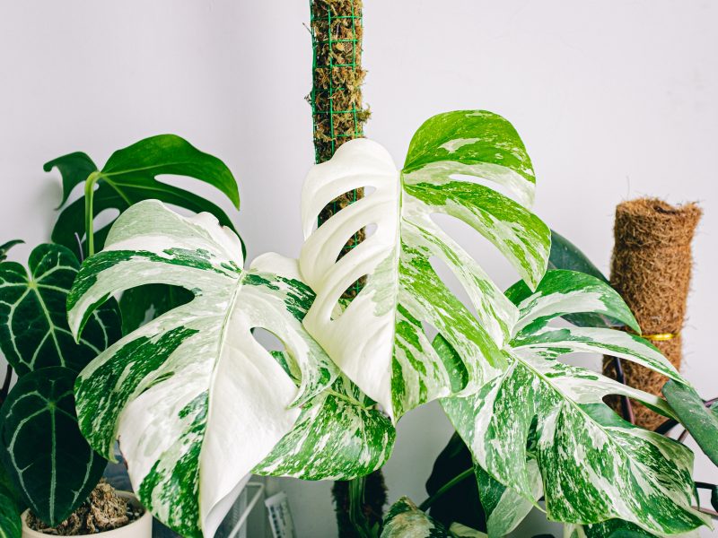 Monstera Albo Variegata Plant