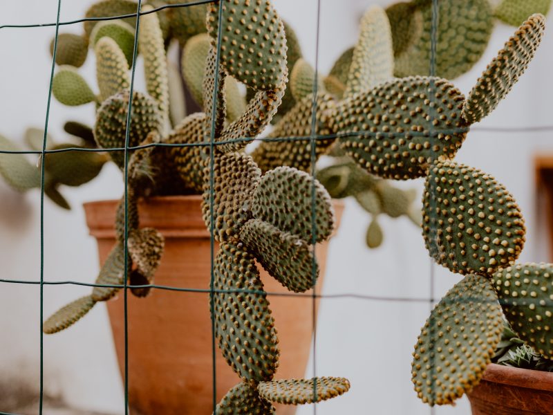 Large bunny ears cactus behind a wire fence at sunset