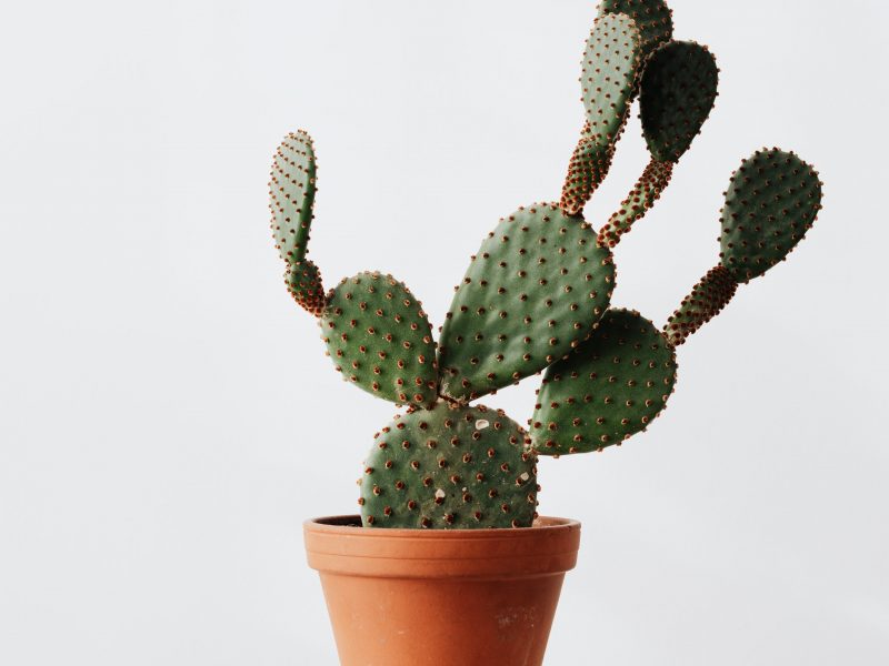 Bunny ear cactus on a white background