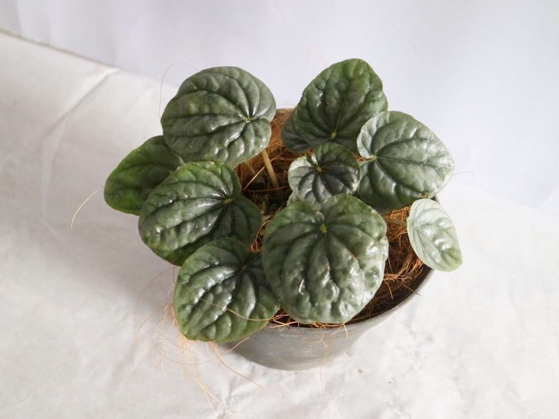 Ripple Peperomia on a white background