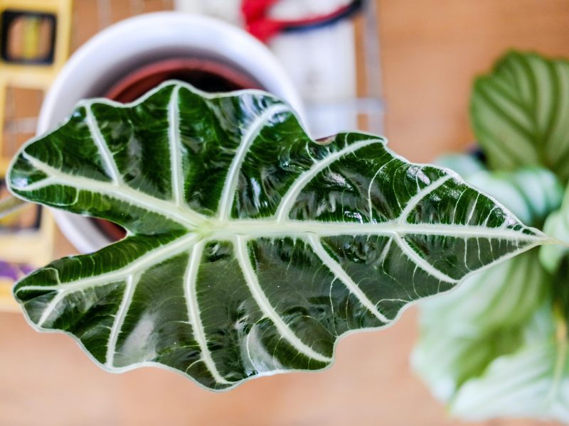 Alocasia Polly Plant