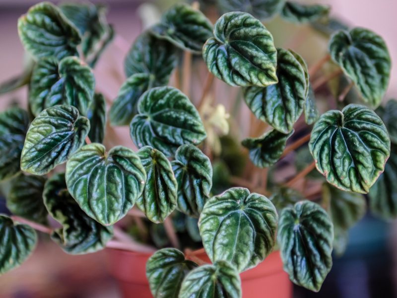 Ripple Peperomia (Peperomia caperata)