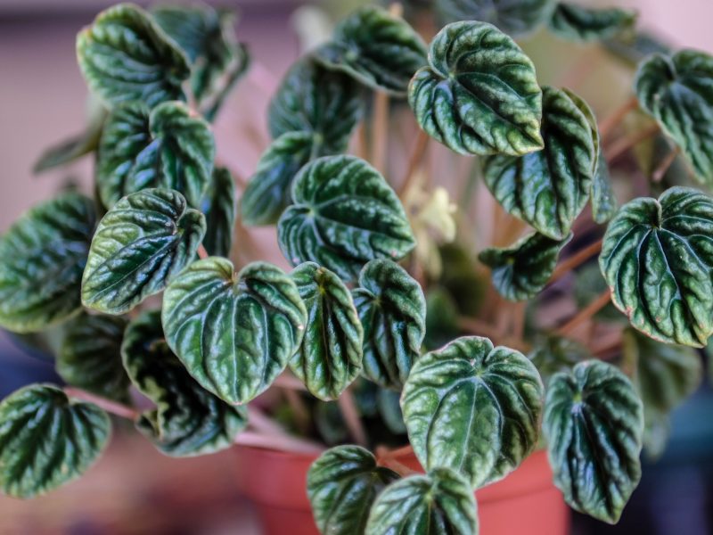 Peperomia Caperata