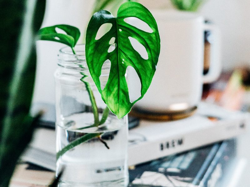 Monkey Mask Monstera propagating in water