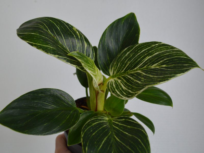 Small Philodendron Birkin plant