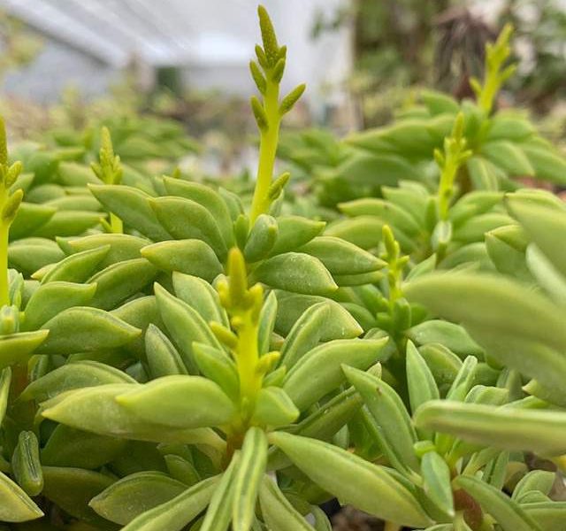 Taco Plant